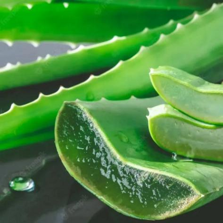 Aloe vera extract is fresh
