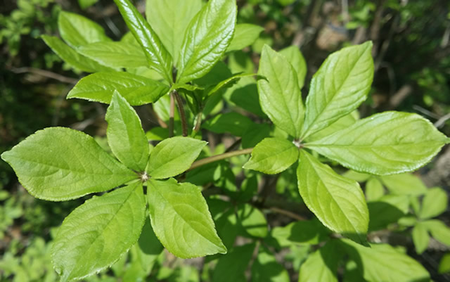 Siberian ginseng extract side effects