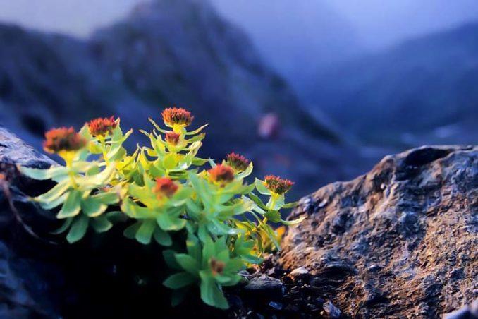 Functions of Rhodiola Extract