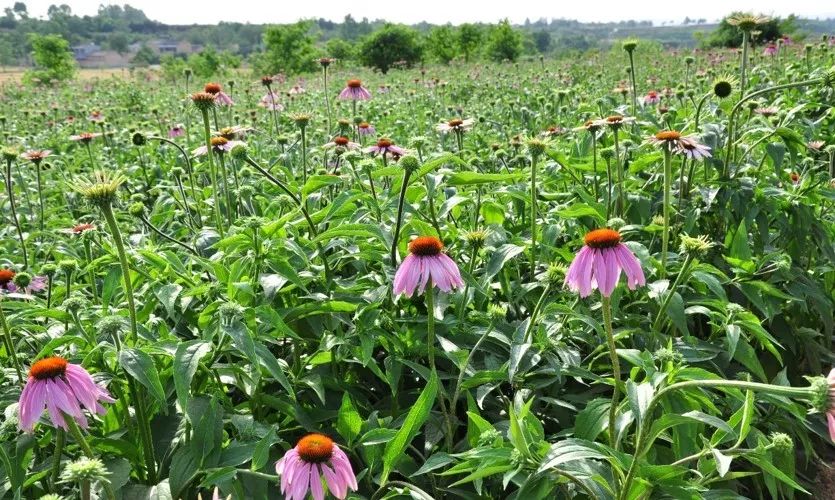 Why is Echinacea so popular?
