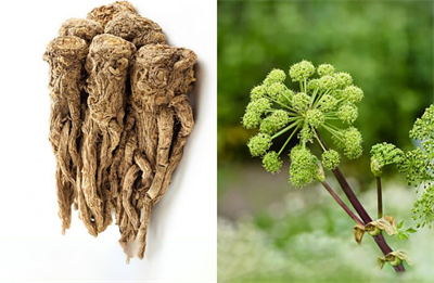 Angelica extract are benefits to our health