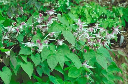 what function of the Horny goat weed