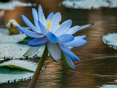 What does blue lotus extract do?