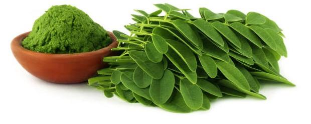 Efficacy and eating method of Moringa leaf powder
