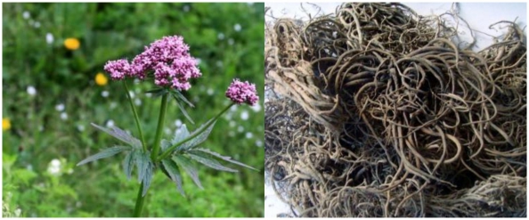 Valerian root extract - calming and tranquilizing effect