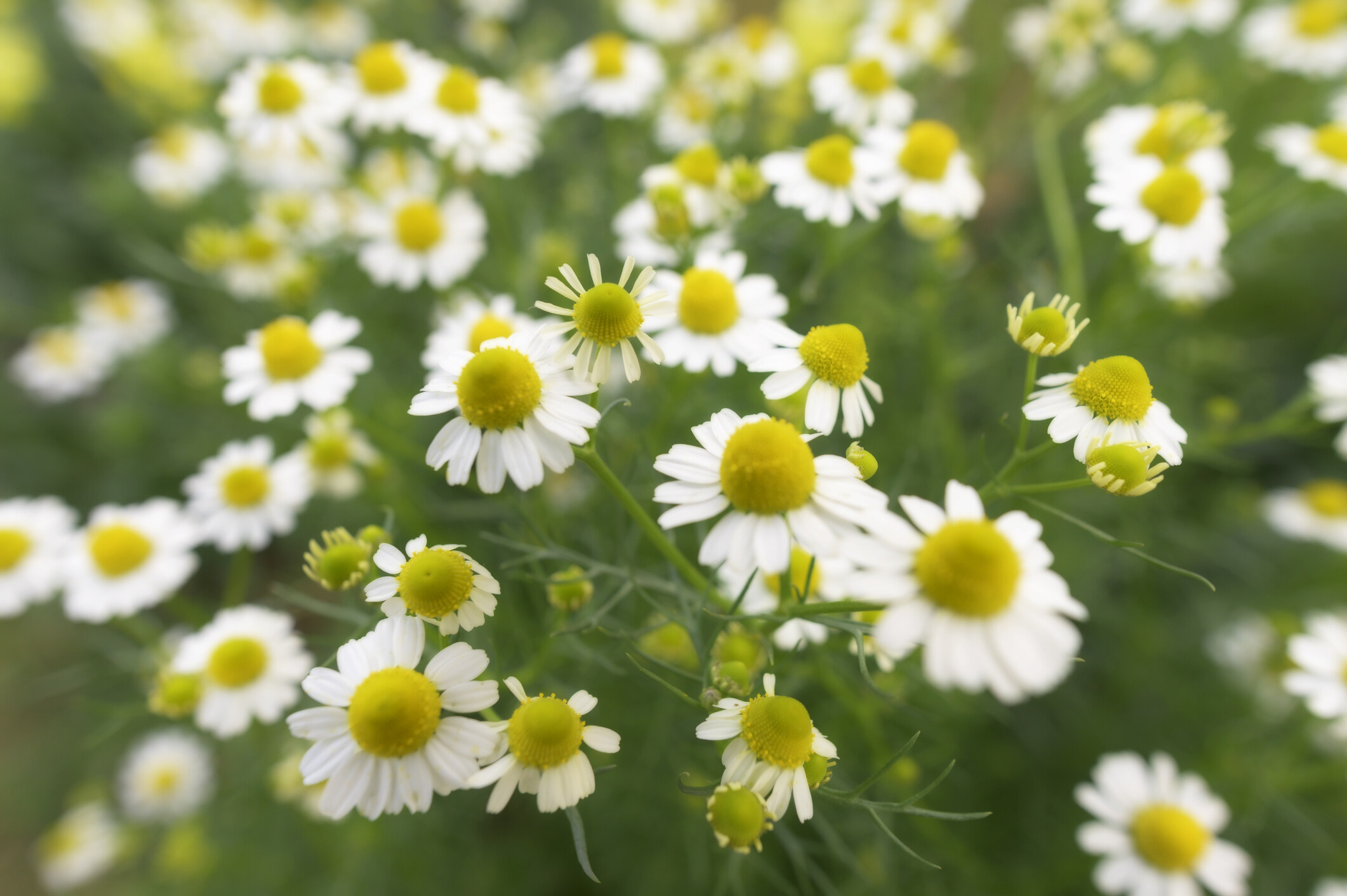 What is Chamomile Extract used for?
