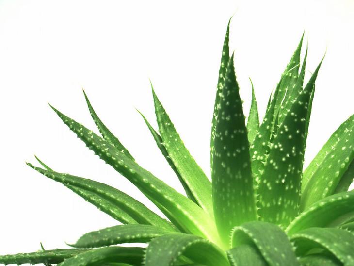 The application of aloe extract in cosmetics