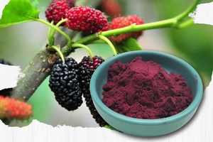 Instant Mulberry powder free sample - xuhuang.png