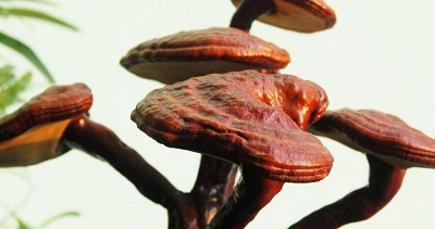 Ganoderma lucidum polysaccharide: introduction of the role and efficacy 