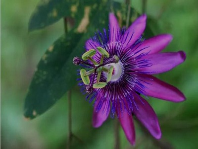 Main value of passion flower