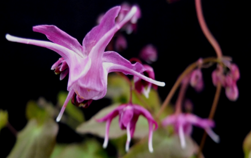 Where can you find best epimedium suppliers