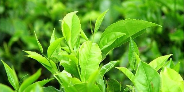 Green tea extract's efficacy