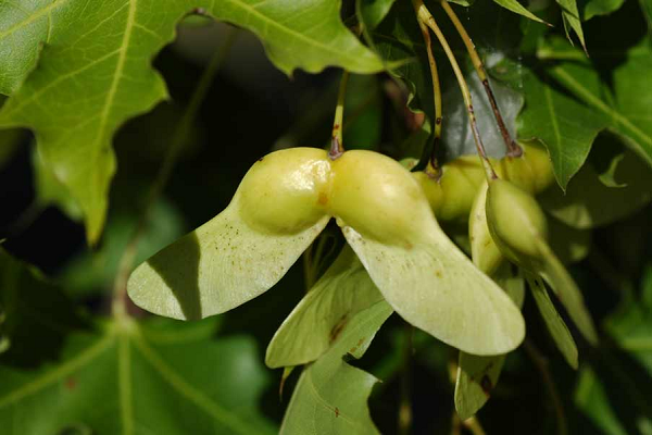 What is acer truncatum seeds extract