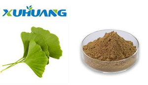 Ginkgo Biloba Leaf Extract powder free sample - xuhuang.jpg