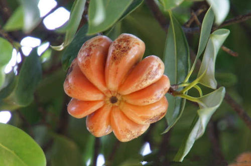 The function of Garcinia Cambogia Extract