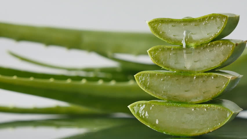 Traditional application and introduction of aloe vera 