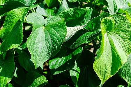 What is Kava extract powder?