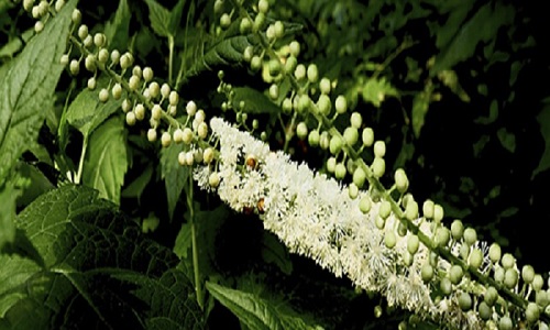 Black cohosh extract relieves menopausal symptoms very well