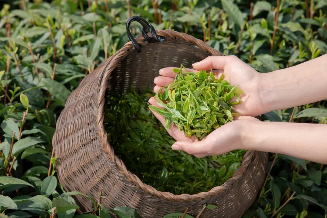 Green tea extract may be the "guard" of your skin(1)