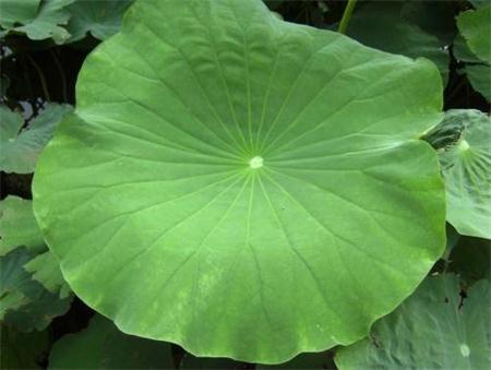 Function of the Lotus Leaf Extract 