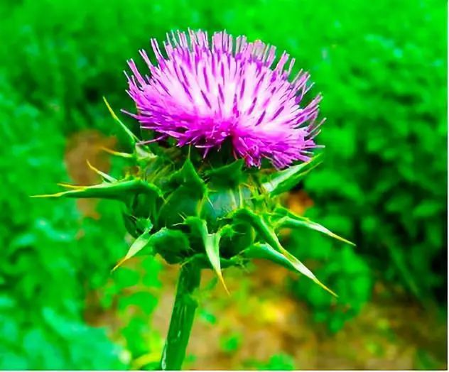 Silybum Marianum Extract-natural liver protectant