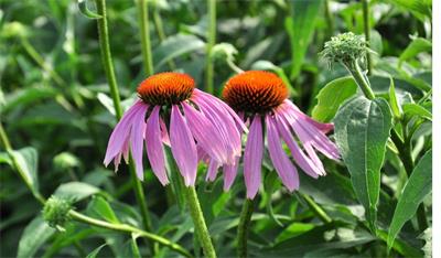 Echinacea boost your immune system