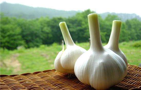 The role and use of garlic oil