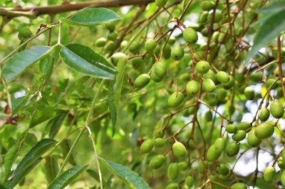 Neem extract's insecticidal effect