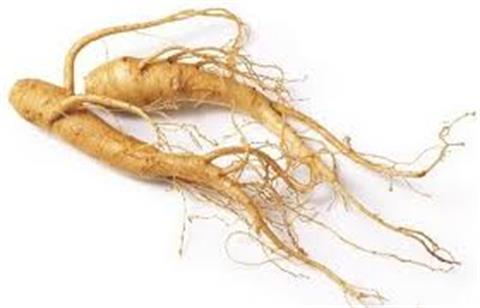The introduction to Ginseng Root Extract 